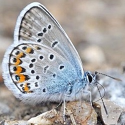 Plebejus argus